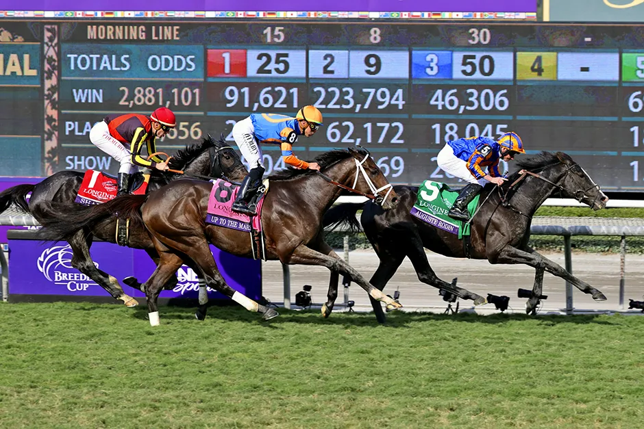 ng体育赛马赛道连赢投注分析